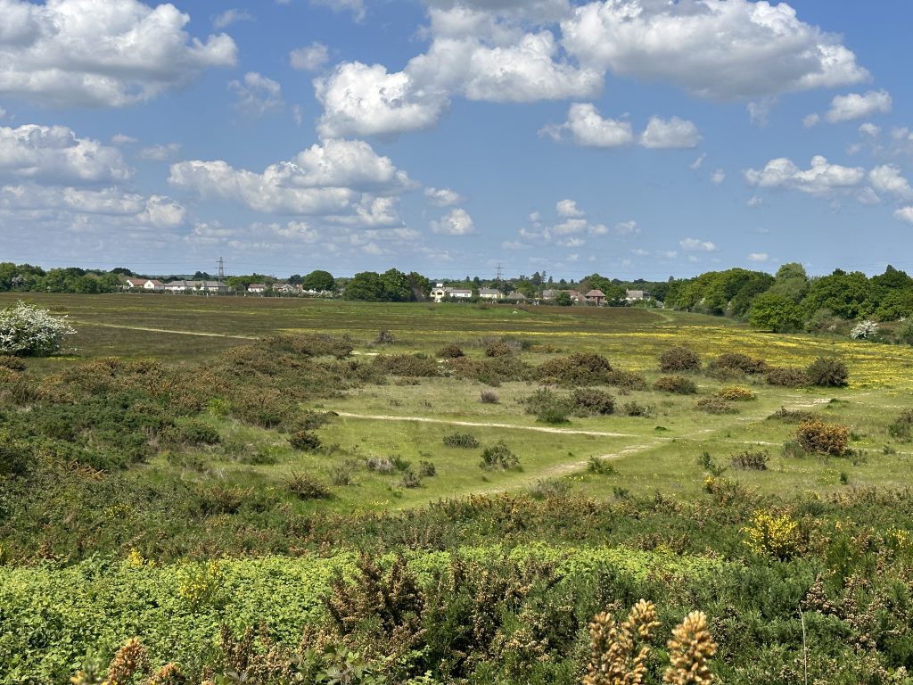 Acid Grassland