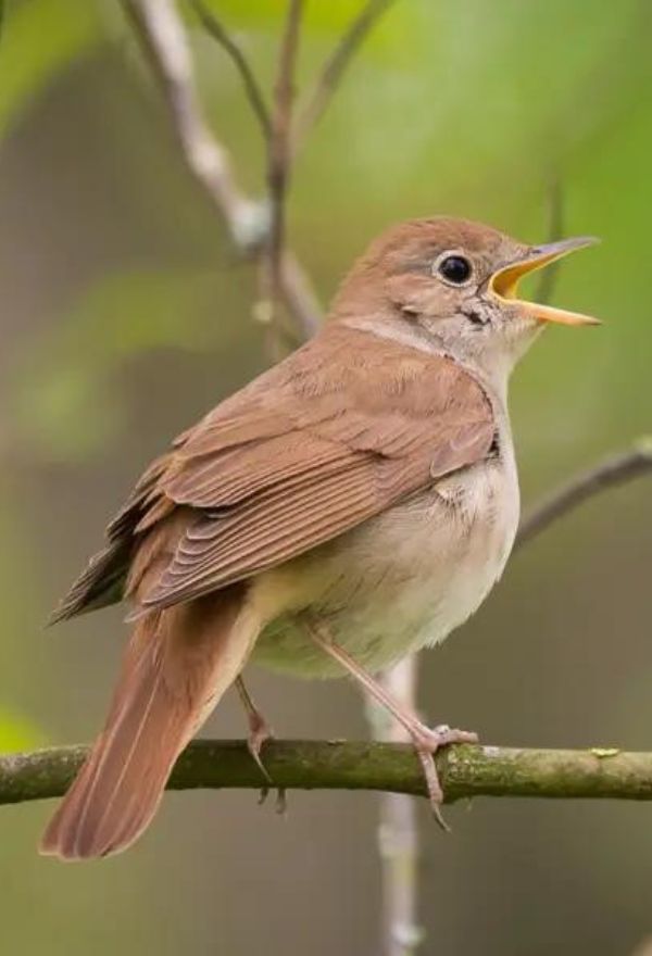 Middlewick Nightingale singing